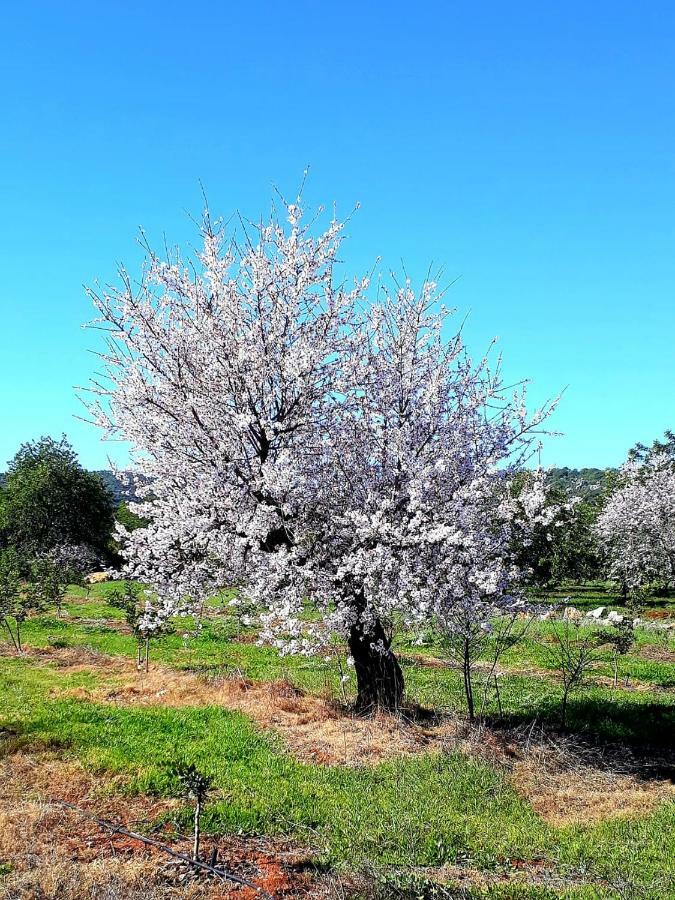 Aparte Wohnung Mit Sudterrasse Am Park Tavira Kültér fotó